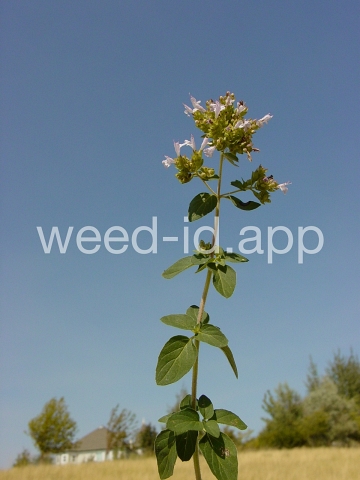 marjoram, wild
